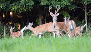 There goes the neighborhood! When deer move in, trees get stripped, and drivers get worried.