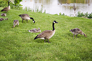 Geese on the golf course? Yuck!