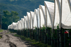 High tunnel raspberries. Hoop house farming protects crops from heat, frost, drought and pests.